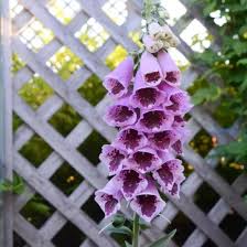 Image result for Digitalis purpurea alba/ red spots