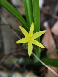 Image result for Hypoxis