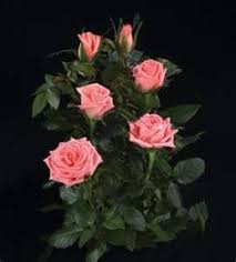 Night temperatures should be in the 60s, with daytime temperatures in the mid 70s. 36 Raising Indoor Miniature Roses Ideas Planting Roses Growing Roses Mini Roses