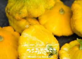 Image result for Scepocarpus trinervis