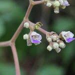 Image result for Vitex madiensis