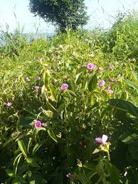 Image result for Melastomastrum