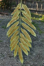 Image result for Coniogramme