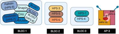 Explora las ediciones del sello discográfico bloc. Frontiers Hermansky Pudlak Syndrome And Lung Disease Pathogenesis And Therapeutics Pharmacology