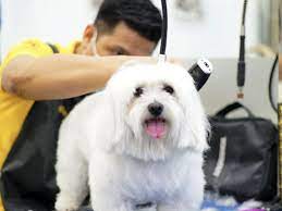Our specialty is handling the complete travel needs of your pets, wherever and whenever the need arises. The Biggest Pet Shop In Dubai Buy Pet Supplies In Dubai Abu Dhabi Uae Dog Food Cat Food And More Best Prices Guaranteed Pet Sky