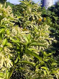 Image result for Cestrum nocturnum