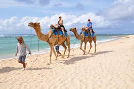 Bali camel safari the location is in nusa dua. Camel Riding Along The Private Beach Picture Of Hilton Bali Resort Nusa Dua Tripadvisor