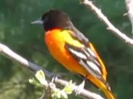 The rich, whistling song of the baltimore oriole, echoing from treetops near homes and parks, is a sweet herald of spring in eastern north america. Baltimore Oriole Singing In A Tree Youtube