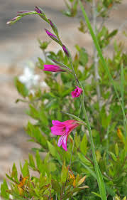 Image result for Gladiolus microspicatus