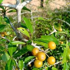 Image result for Canthium