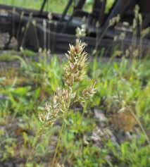 Image result for Daknopholis