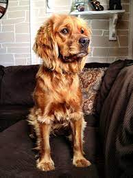 Mini Golden Retriever Mini Golden Retriever Golden Retriever Animals