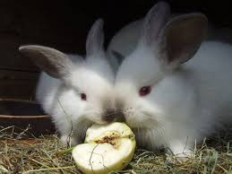 A pelleted rabbit feed such as sherwood forest brand feed is ideal for pet rabbits. Can Pet Rabbits Eat Apples Good Treats For Rabbits Hutch And Cage