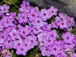 Image result for Polemoniaceae