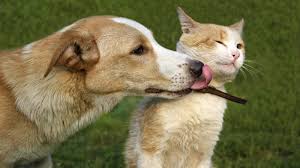 Resultat d'imatges de DOS ANIMALES