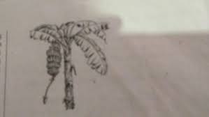 Cara membuat sketsa pohon berdaun : Buatlah Sebuah Paragraf Deskripsi Dari Gambar Di Atas Brainly Co Id