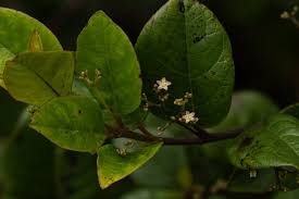 Image result for Cassinopsis