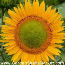 Harga bibit bunga matahari terkini. Bunga Polandia Bunga Matahari Tinggi Amor Amant Biji Garden Seeds Market Bebas Biaya Kirim