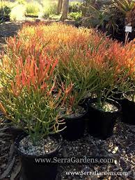 The succulent variety is native to southern africa but grows in warm regions around the globe. Euphorbia Tirucalli Sticks On Fire Cacti Com