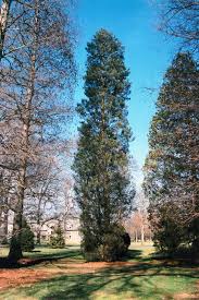 There is a grove of atlantic white cedars preserved at greenbank state forest in southern new jersey. Atlantic Whitecedar Chamaecyparis Thyoides In Boston Concord Sudbury Weston Newton Lexington Massachusetts Ma At Stonegate Gardens