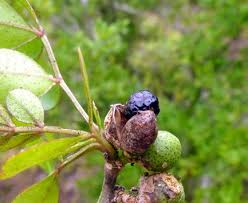 Image result for Kyllinga robinsoniana