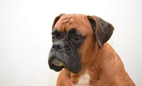 Boxer dog price in sri lanka. 250 Boxer Dog Names The Ultimate List My Dog S Name