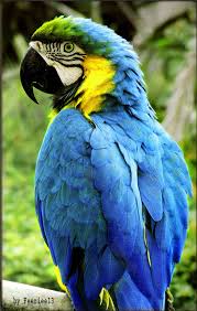 Blue Parrot Parrot Beautiful Birds Parrots Art