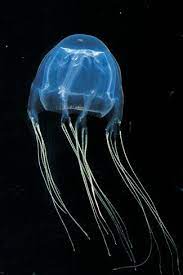 The Box Jellyfish Or Chironex Fleckeri Is One Of The Most Dangerous Animals In Australia According To Jellyfish Pictures Underwater Creatures Ocean Creatures