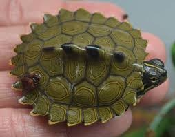 Baby Northern Black Knobbed Map Turtles For Sale