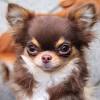 Short Haired Deer Head Chihuahua