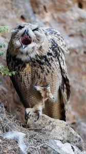 Image result for Bubo