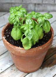 Growing Basil Indoors Basil Plant Indoors Growing Basil Growing Tomatoes Indoors