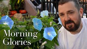 Morning Glories-planting, garden tips and information!