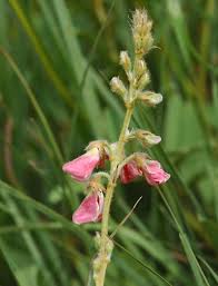 Image result for Tephrosia polystachya