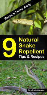The best part about using plants as a deterrent against them is that no one will notice since the plants. 9 Fast Easy Homemade Snake Repellent Recipes