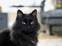 There are different types of long haired cat breeds. Norwegian Forest Cat Full Profile History And Care