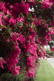 Maybe you would like to learn more about one of these? Every Single Flower Field In Washington Dc Maryland And Virginia