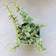 Elephant Bush Succulents Jade Plants Bush Plant