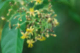 Image result for Pleioceras