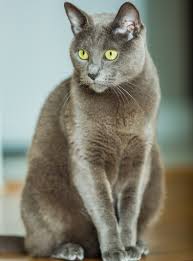 Ces images montrant ces étonnants chiens bleus ont été prises près de la ville russe de dzerzhinsk, à 370 kilomètres à l'est de moscou. Bleu Russe Caractere Sante Alimentation Prix Et Entretien