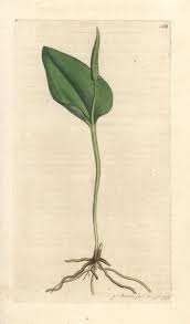 Image result for Ophioglossum vulgatum