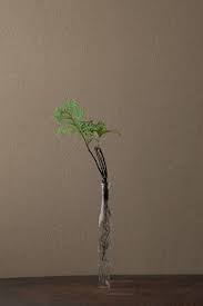 2012年1月31日 火 檜の折れた枝先が見事 アフリカの布の文様のようです 花 檜 ヒノキ 山羊歯 ヤマシダ 器 古ガラス細瓶 20世紀 ikebana flower pictures zen design