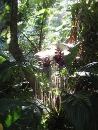 Jardin Des Parfums Et Des Epices Reunion Island Island Destinations Enjoy Nature