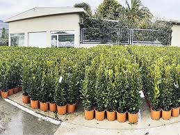 Image result for bay leaf bush foto