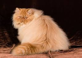 60 brilliant birman cat and kitten breed. Persian Kittens For Sale Himalayan Kittens For Sale