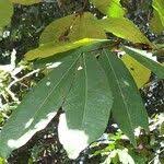 Image result for Gilbertiodendron dewevrei