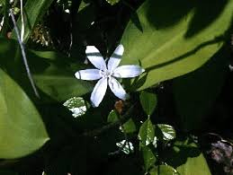 Image result for Pearsonia uniflora