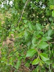 Image result for Monanthotaxis afra