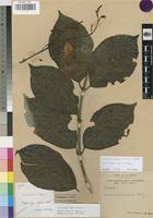 Image result for Combretum fuscum