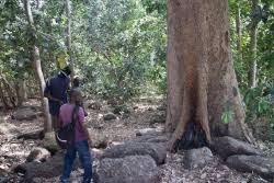 Image result for Parinari excelsa